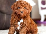 TEACUP 2 KG GARANTİSİ ALTINDA KIRMIZI RED TOOY POODLE
