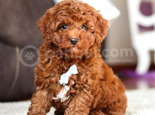 Teacup 2 Kg Garanti̇si̇ Altinda Kirmizi Red Tooy Poodle