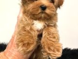 Teacup 2 Kg Garanti̇si̇ Altinda Kirmizi Red Tooy Poodle