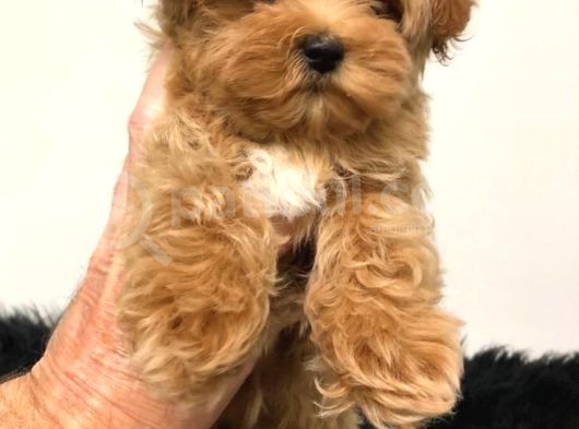 Teacup 2 Kg Garanti̇si̇ Altinda Kirmizi Red Tooy Poodle görsel
