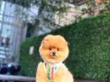Çok Özel Pomeranian Boo Yavrularimiz
