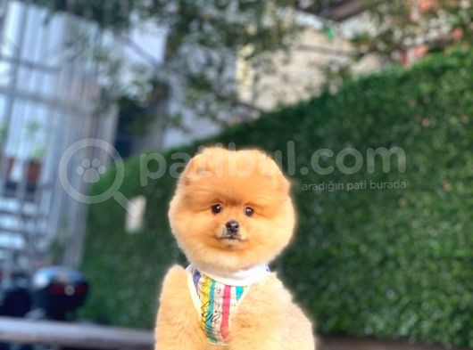 Çok Özel Pomeranian Boo Yavrularimiz görsel