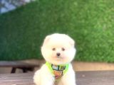 Mükemmel Kali̇te Pomeranian Boo Yavrularimiz