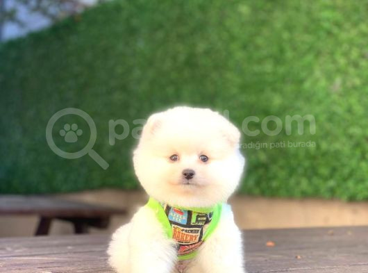 Mükemmel Kali̇te Pomeranian Boo Yavrularimiz görsel
