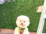 MÜKEMMEL KALİTE POMERANIAN BOO YAVRULARIMIZ