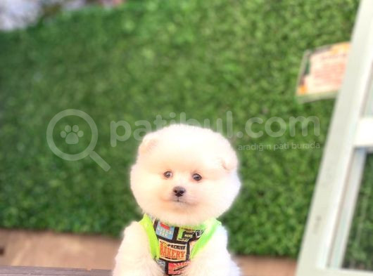Mükemmel Kali̇te Pomeranian Boo Yavrularimiz