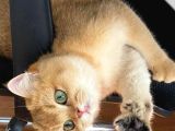 BRİTİSH SHORTHAİR GOLDEN KIZIMIZ