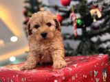 Biblo Gibi Maltipoo Bebeğim