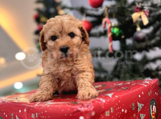 Biblo Gibi Maltipoo Bebeğim görsel