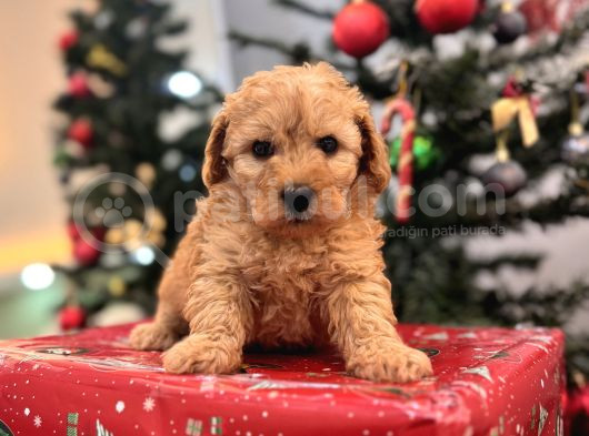 Biblo Gibi Maltipoo Bebeğim görsel