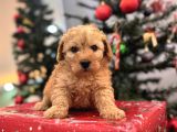 Biblo Gibi Maltipoo Bebeğim