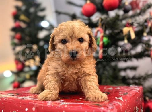 Biblo Gibi Maltipoo Bebeğim görsel