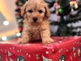 Biblo gibi maltipoo bebeğim