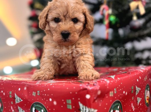 Biblo Gibi Maltipoo Bebeğim