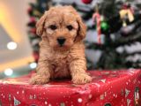 Biblo Gibi Maltipoo Bebeğim