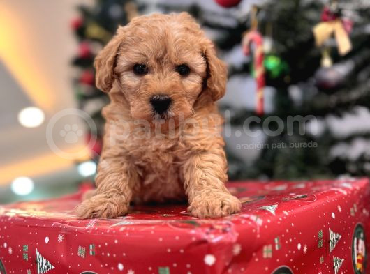 Biblo Gibi Maltipoo Bebeğim görsel