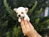 bem beyaz chihuahua yavrularımız