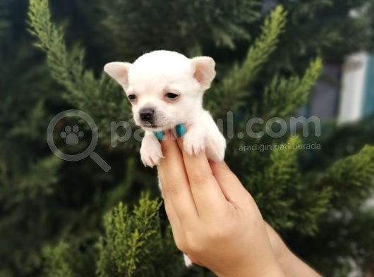 Bem Beyaz Chihuahua Yavrularımız