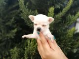 Bem Beyaz Chihuahua Yavrularımız