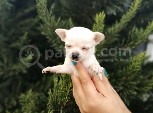 Bem Beyaz Chihuahua Yavrularımız görsel