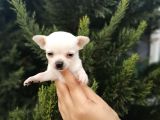 Bem Beyaz Chihuahua Yavrularımız