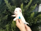 Bem Beyaz Chihuahua Yavrularımız