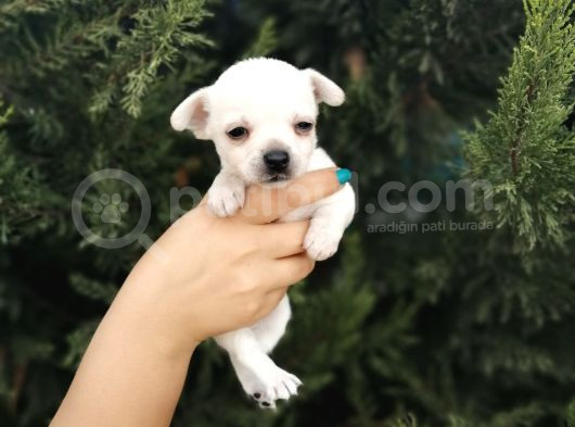 Bem Beyaz Chihuahua Yavrularımız görsel