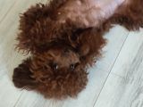 Üst Düzey Kore Kan Toy Poodle 