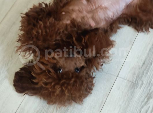 Üst Düzey Kore Kan Toy Poodle  görsel