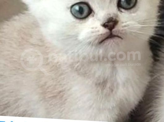 Güzellik Yeni Yuvalarını Bekliyor görsel