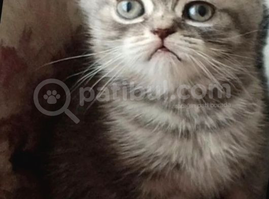 Güzellik Yeni Yuvalarını Bekliyor görsel