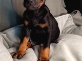 Safkan King Doberman Yavrular
