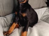 Safkan King Doberman Yavrular