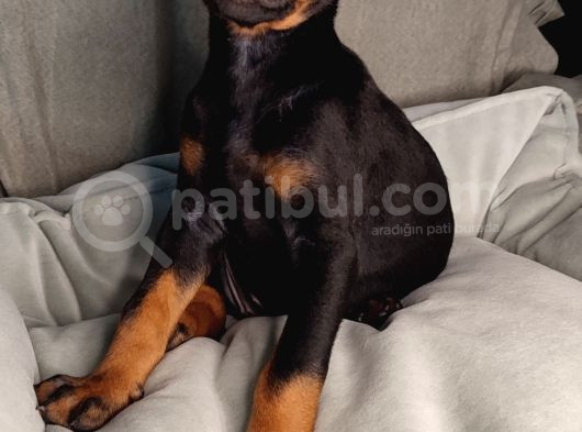 Safkan King Doberman Yavrular görsel