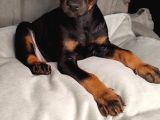 Safkan king Doberman yavrular