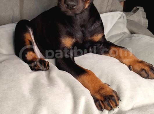 Safkan King Doberman Yavrular
