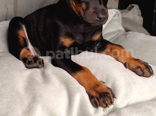 Safkan King Doberman Yavrular görsel