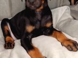Safkan King Doberman Yavrular