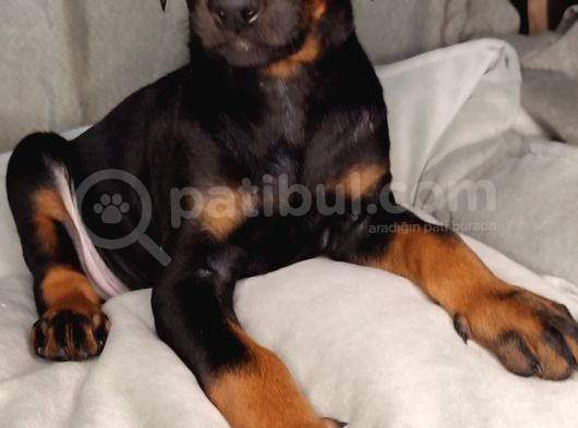 Safkan King Doberman Yavrular görsel
