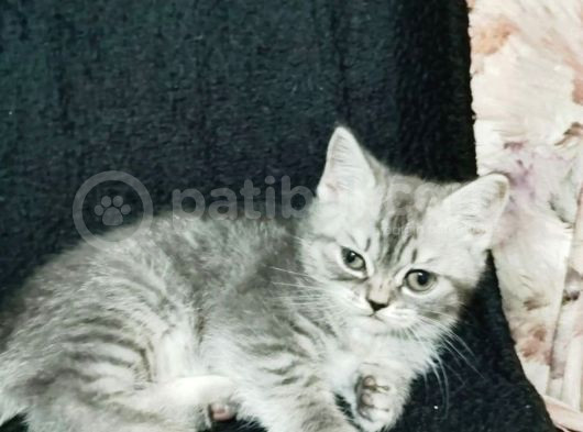 Güzellik Yeni Yuvalarını Bekliyor görsel