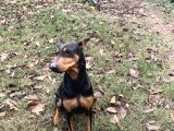 Ücretsiz Dişi doberman
