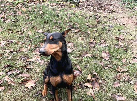 Ücretsiz Dişi Doberman