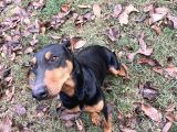 Ücretsiz Dişi Doberman