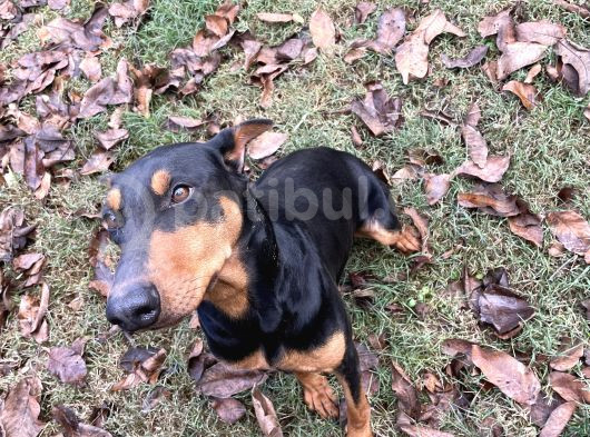 Ücretsiz Dişi Doberman görsel