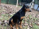 Ücretsiz Dişi Doberman