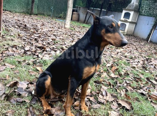 Ücretsiz Dişi Doberman görsel