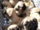 EV ORTAMINDAN SHOW KALİTE PUG MOPS YAVRULARIMIZ