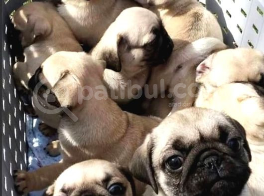 Ev Ortamindan Show Kali̇te Pug Mops Yavrularimiz