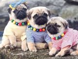 Ev Ortamindan Show Kali̇te Pug Mops Yavrularimiz