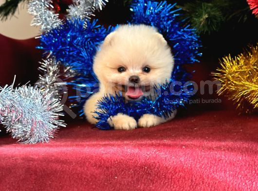 Süper Mini Teddy Boo Yavrumuz